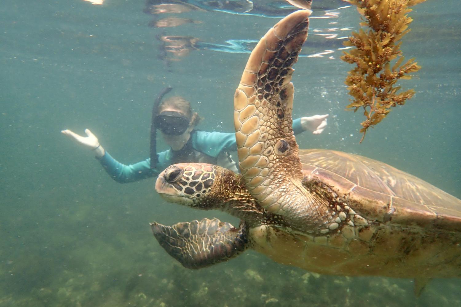 一名<a href='http://b54l.f5bh.com'>全球十大赌钱排行app</a>学生在Galápagos群岛游学途中与一只巨龟游泳.